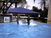 Florida - Tampa - Busch Gardens - Dolphins 2